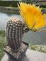 Preview: Echinocereus ctenoides